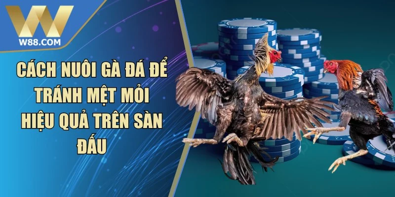 Cách Nuôi Gà Đá Để Tránh Mệt Mỏi