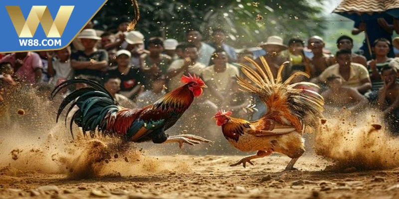 Cách tăng cường sức mạnh cho chọi kê để ý dinh dưỡng