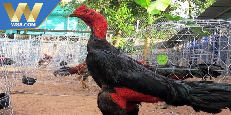 Chăm sóc gà đá khi chuẩn bị thi đấu chú ý thời gian nghỉ ngơi phục hồi