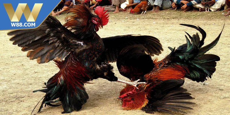 Lý do tường thuật đá gà thu hút cộng đồng bet thủ